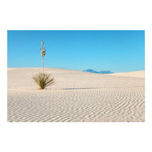 Desert White Sands Ligcape och Yucca Fototryck