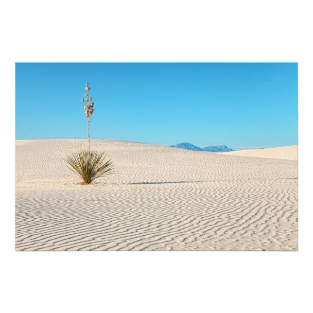 Desert White Sands Ligcape och Yucca Fototryck (Framsidan)