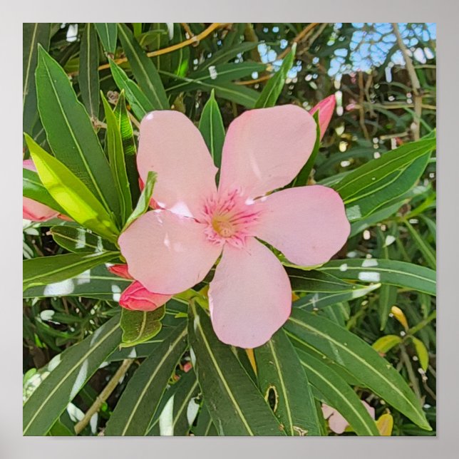 Desert Willow Flower Photo Poster (Framsidan)