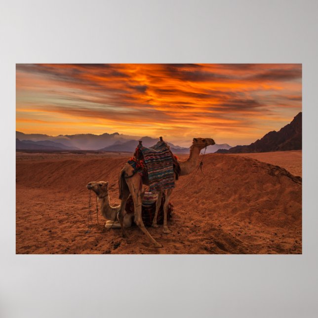 Deserts | Bactrian Camel Egypt Sand Dune Poster (Framsidan)