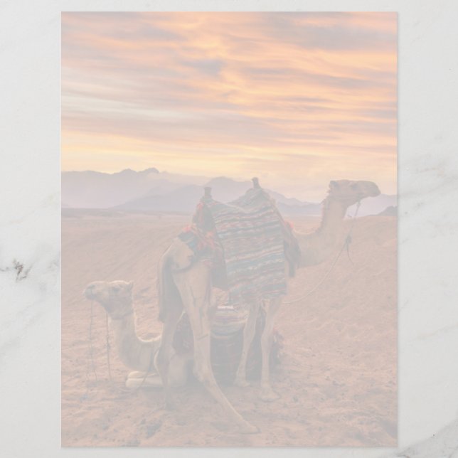 Deserts | Bactrian Camel Egypten Sand Dune (Framsida)
