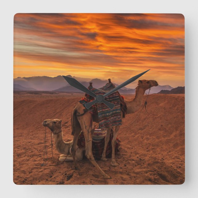 Deserts | Bactrian Camel Egypten Sand Dune Fyrkantig Klocka (Framsida)