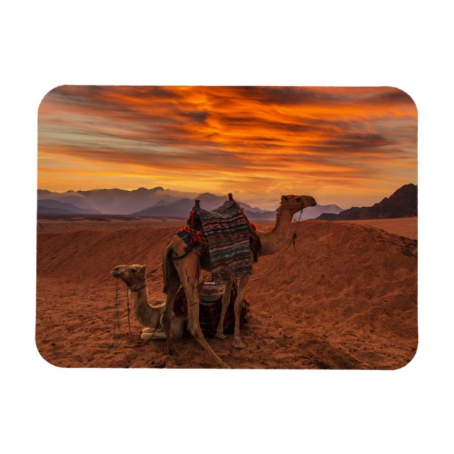 Deserts | Bactrian Camel Egypten Sand Dune Magnet (Horisontell)