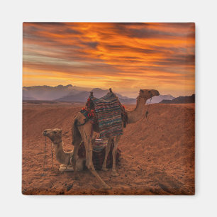 Deserts Bactrian Camel Egypten Sand Dune Magnet