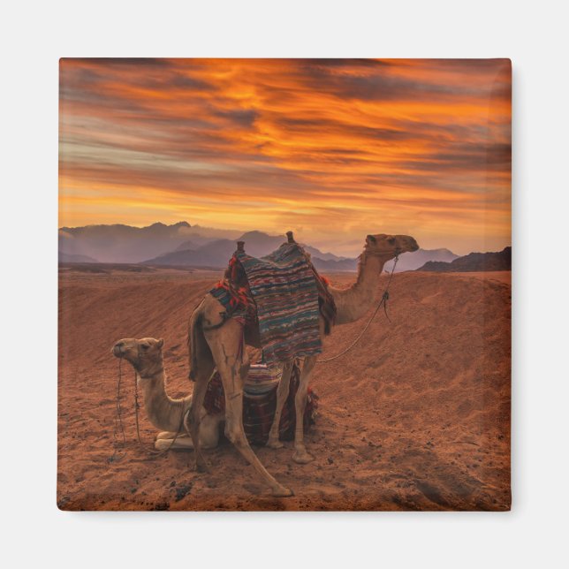 Deserts | Bactrian Camel Egypten Sand Dune Magnet (Framsidan)