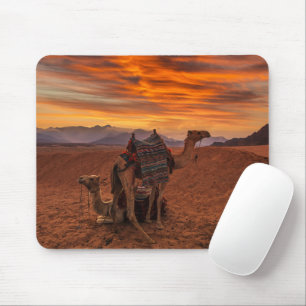 Deserts Bactrian Camel Egypten Sand Dune Musmatta