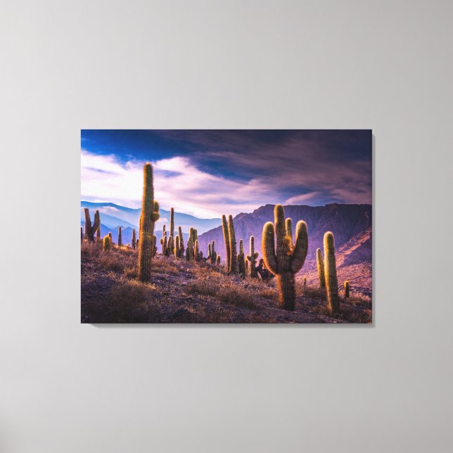 Deserts | Cactus liggande Argentina Canvastryck (Framsida)