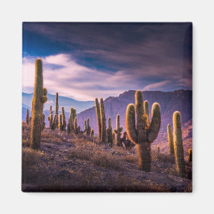 Deserts Cactus liggande Argentina Magnet