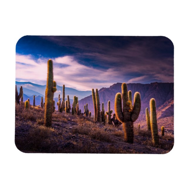 Deserts | Cactus liggande Argentina Magnet (Horisontell)