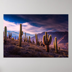 Deserts   Cactus liggande Argentina Poster