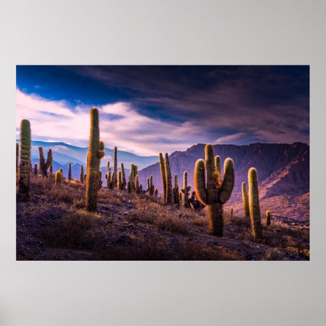Deserts | Cactus liggande Argentina Poster (Framsidan)