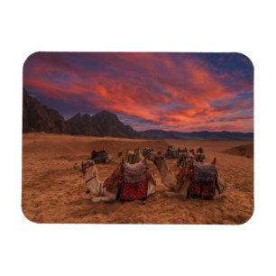 Deserts Camels Sinai Mountain Egypten Magnet