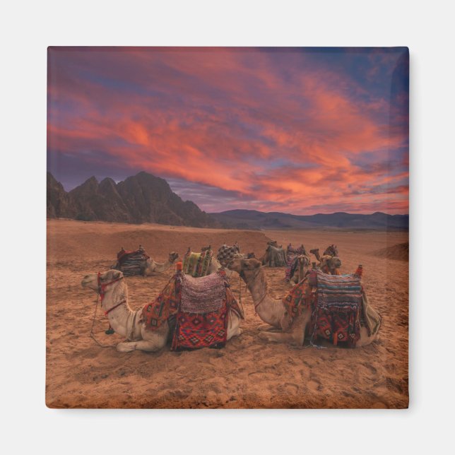 Deserts | Camels Sinai Mountain Egypten Magnet (Framsidan)