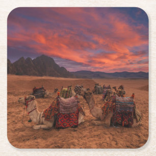 Deserts Camels Sinai Mountain Egypten Underlägg Papper Kvadrat