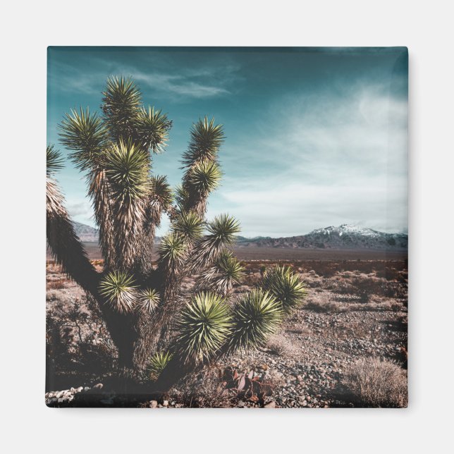 Deserts | Cholla Cactus Magnet (Framsidan)