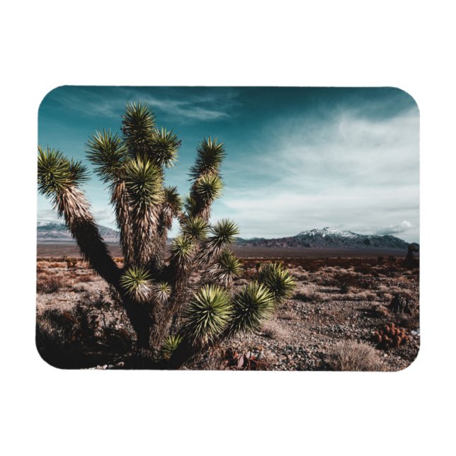 Deserts | Cholla Cactus Magnet (Horisontell)