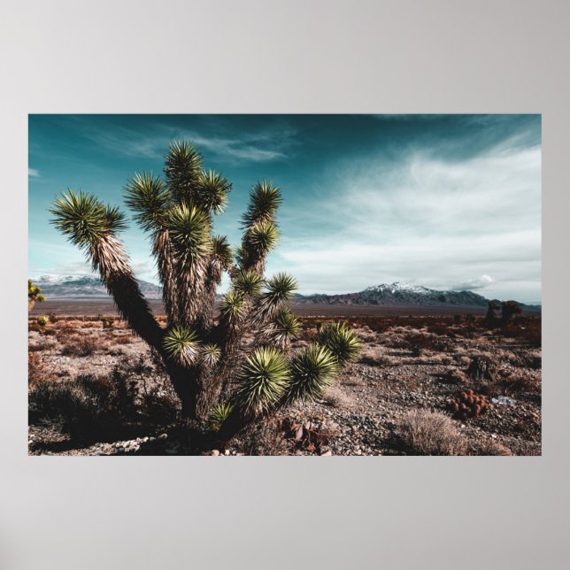 Deserts | Cholla Cactus Poster (Framsidan)