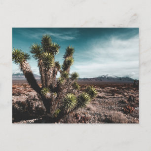 Deserts Cholla Cactus Vykort