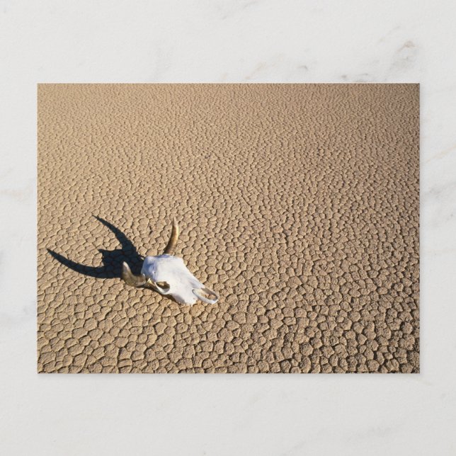 Deserts | Cow Skull on the Desert Ground Vykort (Framsida)