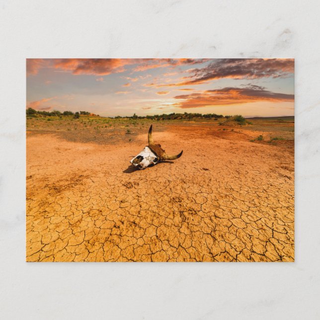 Deserts | Desert with Cow Skull Vykort (Framsida)