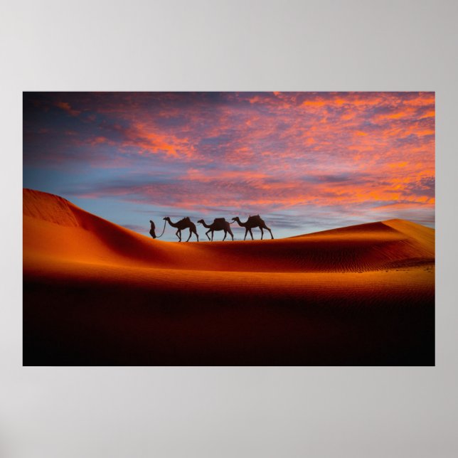Deserts | Man & Camels in the Sand Dunes Poster (Framsidan)