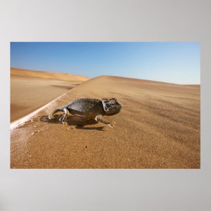 Deserts Namaqua Chameleon i Desert Poster
