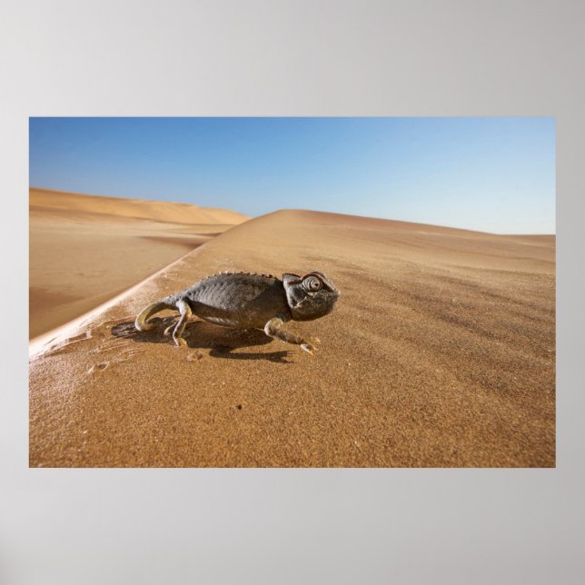 Deserts | Namaqua Chameleon i Desert Poster (Framsidan)