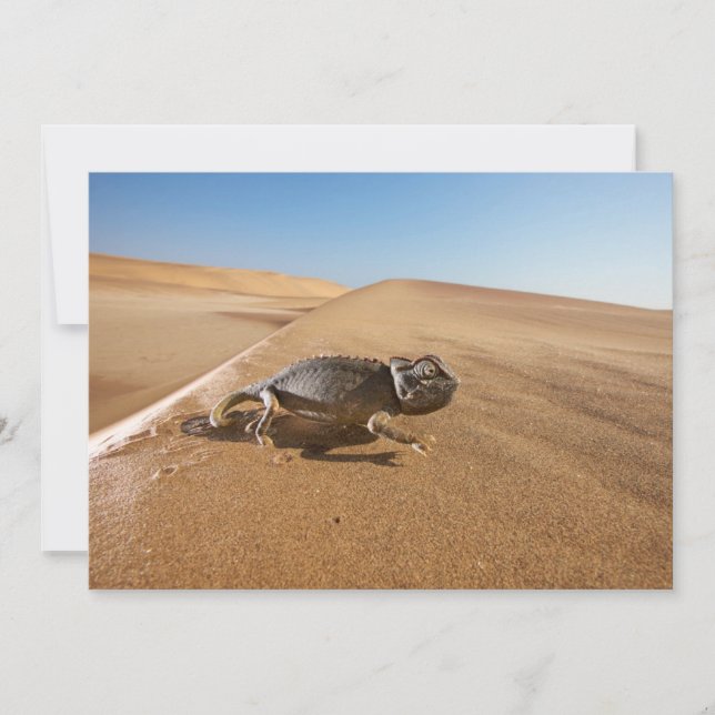 Deserts | Namaqua Chameleon i Desert Tack Kort (Framsida)
