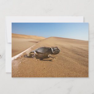 Deserts Namaqua Chameleon i Desert Tack Kort