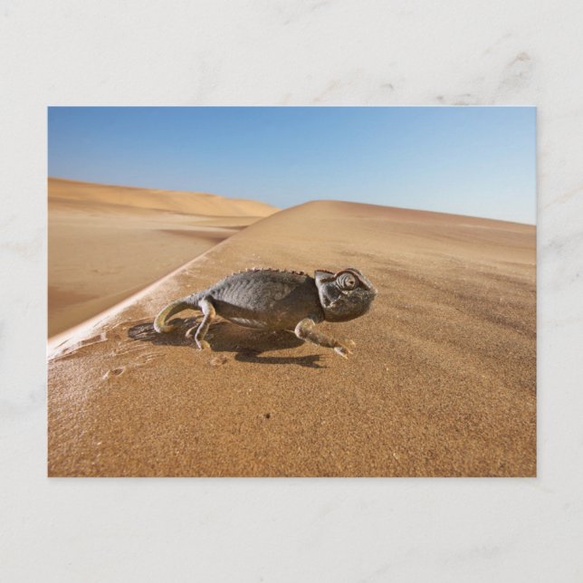 Deserts | Namaqua Chameleon in Desert Vykort (Framsida)