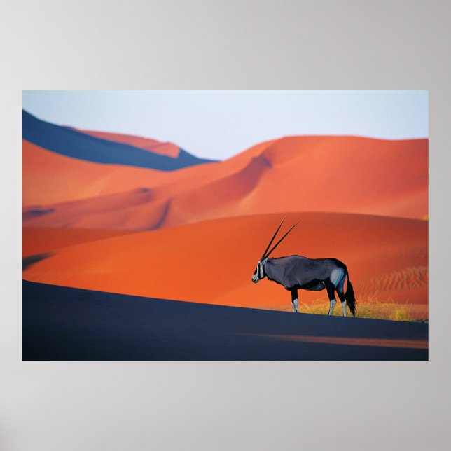 Deserts | Namib Desert Oryx Poster (Framsidan)
