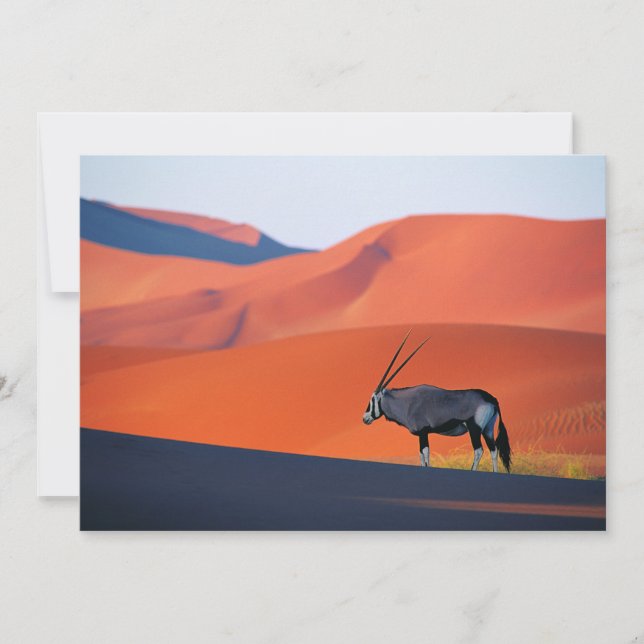 Deserts | Namib Desert Oryx Tack Kort (Framsida)