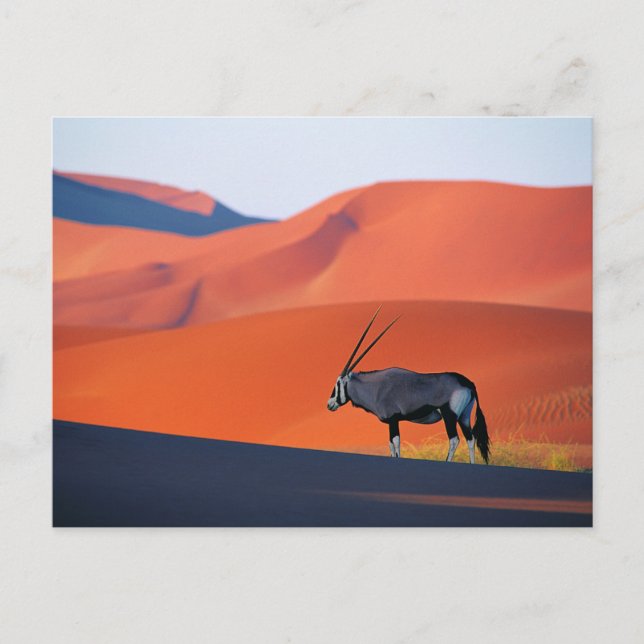 Deserts | Namib Desert Oryx Vykort (Framsida)