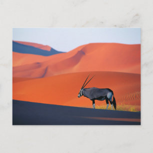 Deserts Namib Desert Oryx Vykort