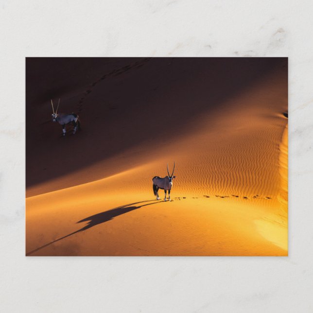 Deserts | Namib Naumft nationalpark Kenya Vykort (Framsida)
