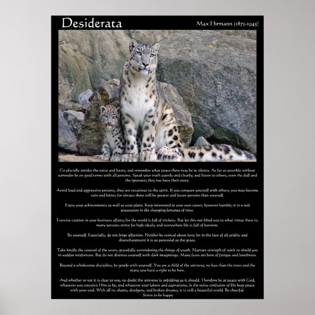 Desiderata 2 cheetahs i berget poster (Framsidan)
