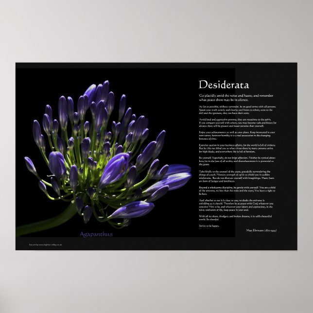 Desiderata - Agapanthus, African Lily Poster (Framsidan)