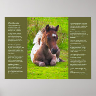Desiderata Dikt - Dartmoor Pony Foal Poster