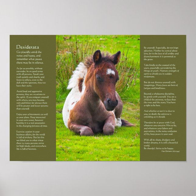 Desiderata Dikt - Dartmoor Pony Foal Poster (Framsidan)