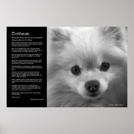 Desiderata - Fine Art Pommern Puppy Poster