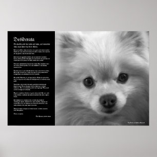 Desiderata - Fine Art Pommern Puppy Poster