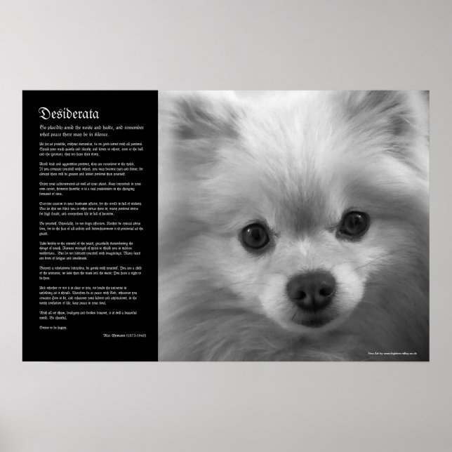 Desiderata - Fine Art Pommern Puppy Poster (Framsidan)