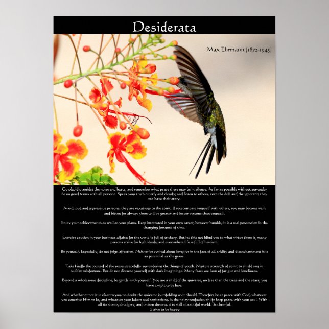 Desiderata Hummingbird buzza a a blomma Poster (Framsidan)