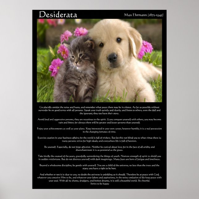 Desiderata kittens bredvid en valp Poster (Framsidan)
