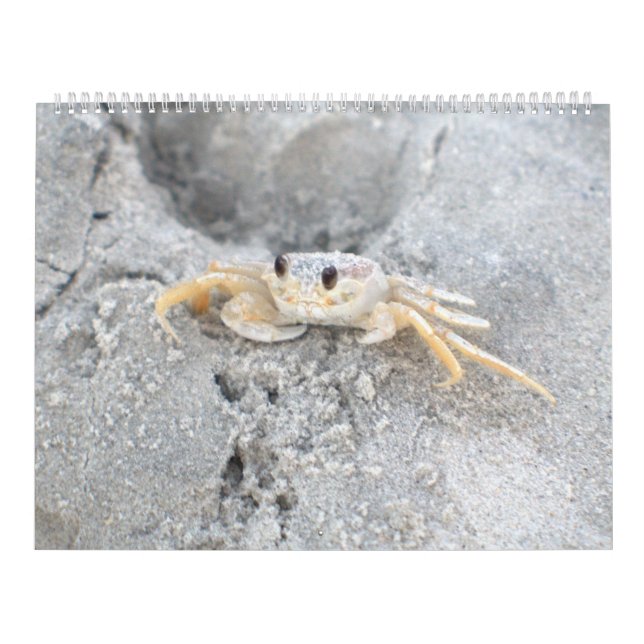 Design 2 för kalender för vägg för Pawleys ö stor (Omslag)