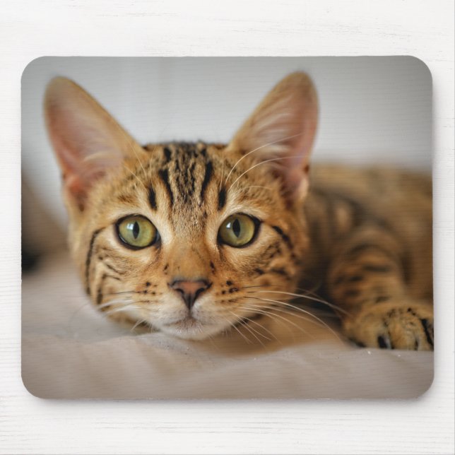 Design - Cute Kitten Musmatta (Framsidan)