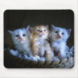 Design - Cute Kittens Musmatta