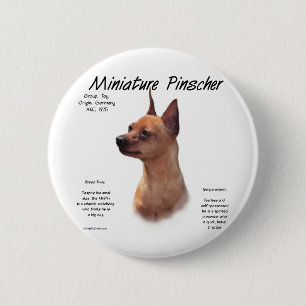 Design för historia för miniatyrPinscher (röd) Knapp