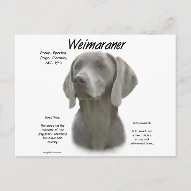 Design för Weimaraner-historik Vykort (Framsida)