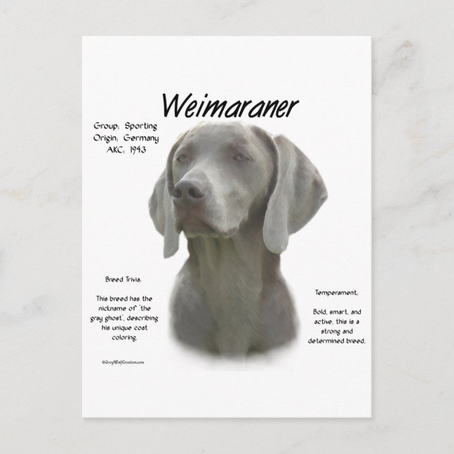 Design för Weimaraner-historik Vykort (Framsida)